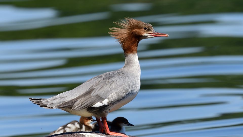 Bukó (Mergus sp.)