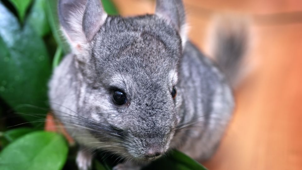 Csincsilla (Chinchilla lanigera)