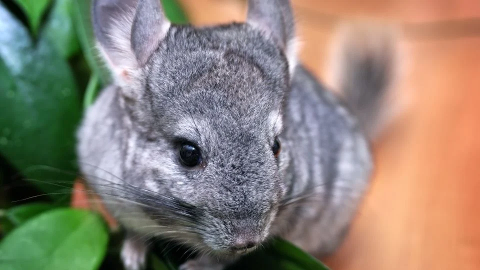 Csincsilla (Chinchilla lanigera)