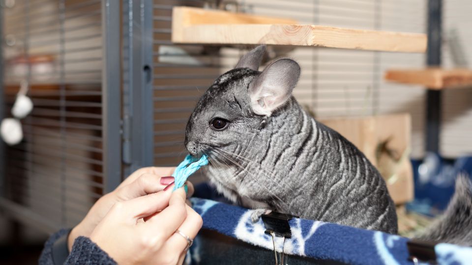 Csincsilla (Chinchilla lanigera)