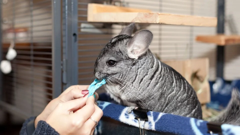Csincsilla (Chinchilla lanigera)