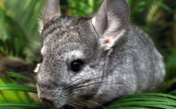 Csincsilla (Chinchilla lanigera)