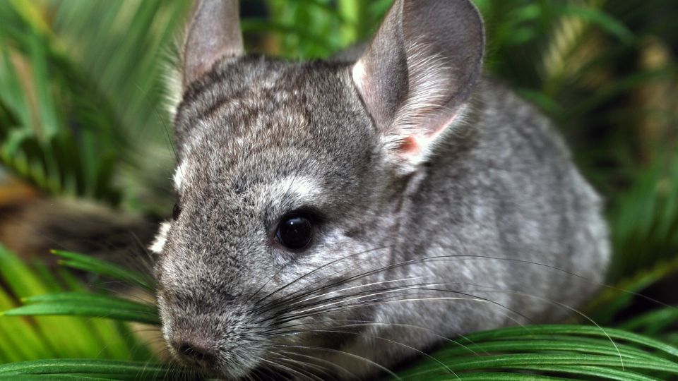 Csincsilla (Chinchilla lanigera)