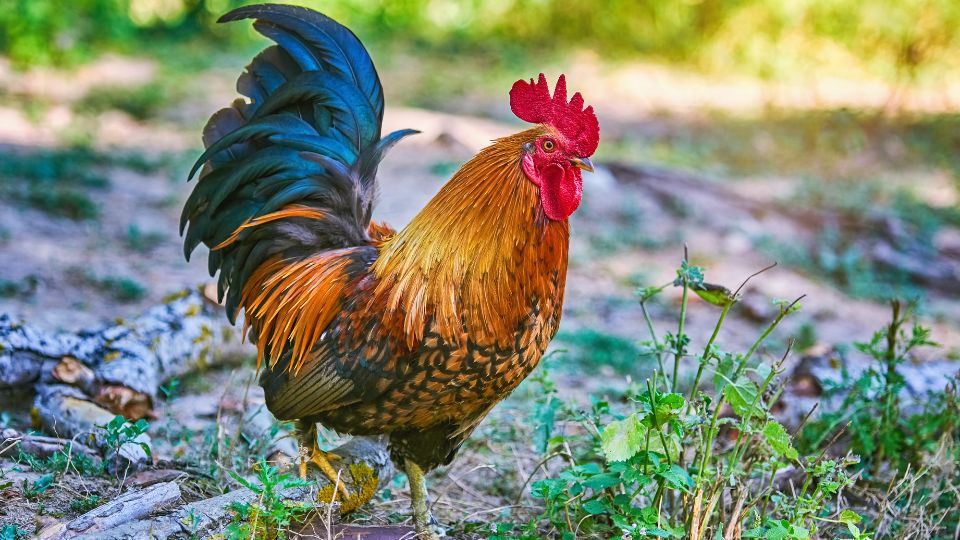 Csirke (Gallus gallus domesticus)