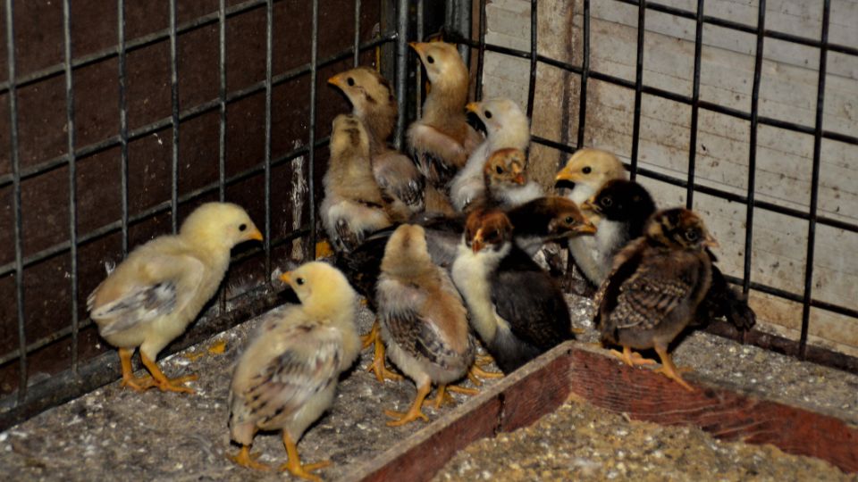 Csirke (Gallus gallus domesticus)