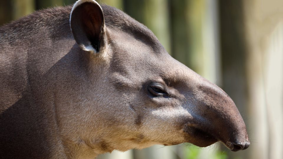 Dél-amerikai tapír (Tapirus terrestris)