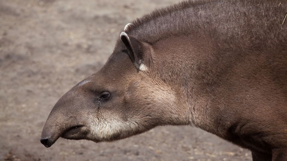 Dél-amerikai tapír (Tapirus terrestris)