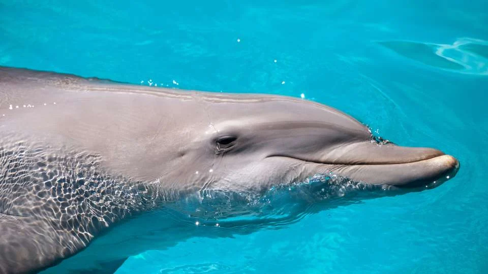 Delfin, palackorrú (Tursiops truncatus)