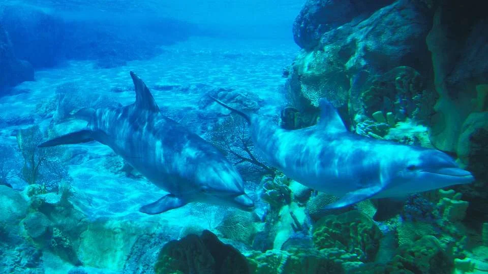 Delfin, palackorrú (Tursiops truncatus)