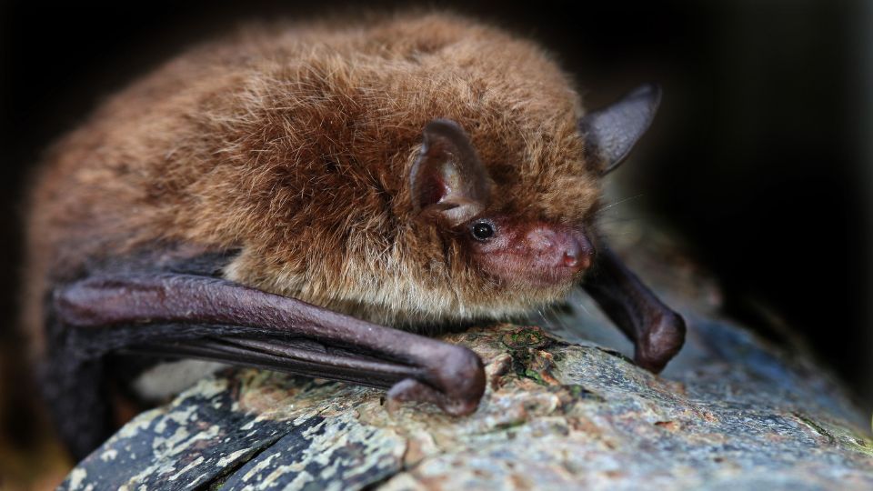 Denevér, közönséges (Myotis myotis)