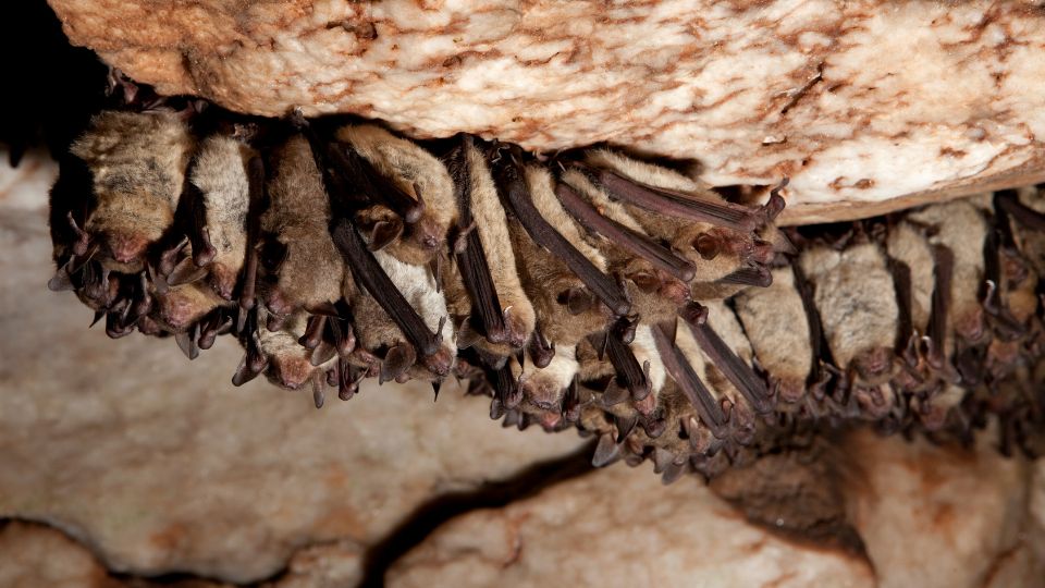 Denevér, közönséges (Myotis myotis)