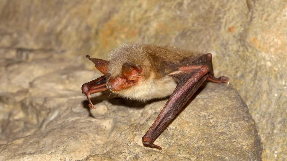 Denevér, közönséges (Myotis myotis)