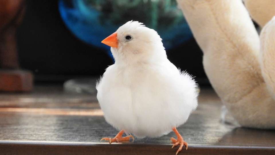 Díszpinty (Taeniopygia guttata)