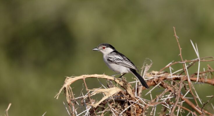 Dobos gébics (Dryoscopus cubla)