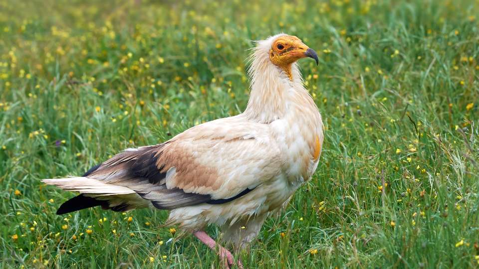 Dögkeselyű (Neophron percnopterus)