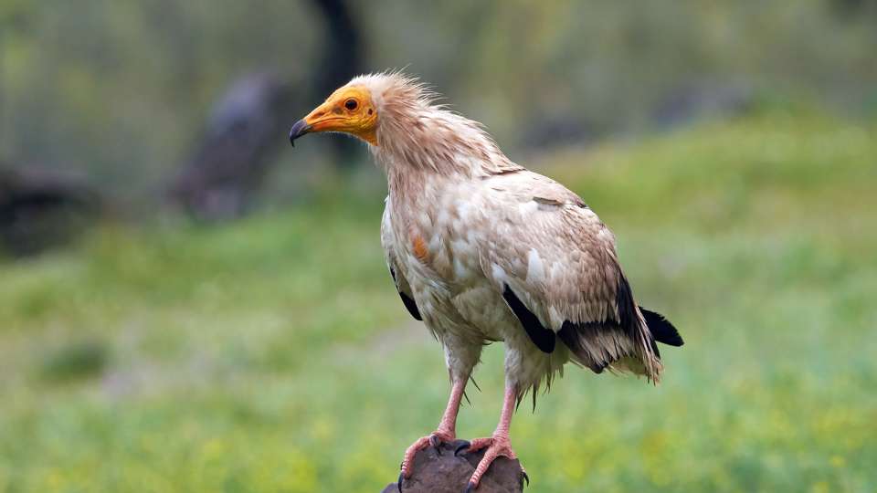 Dögkeselyű (Neophron percnopterus)