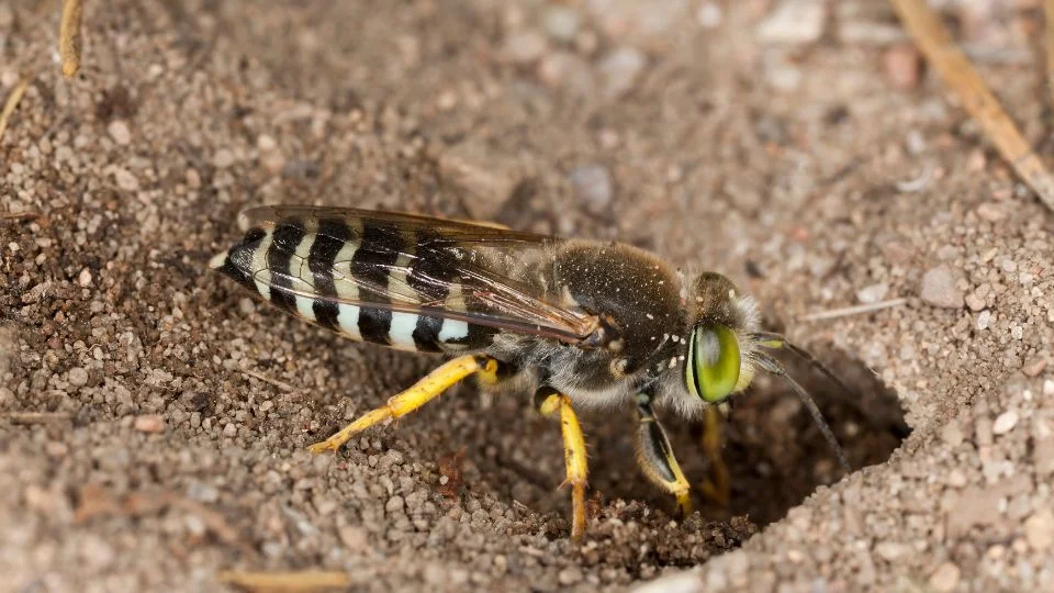 Dromedár darázs (Bembix rostrata)