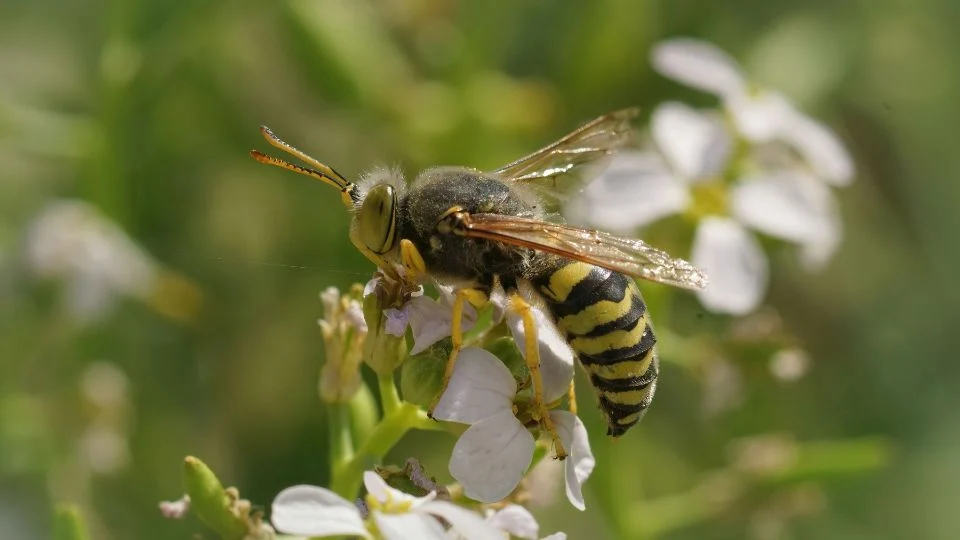 Dromedár darázs (Bembix rostrata)