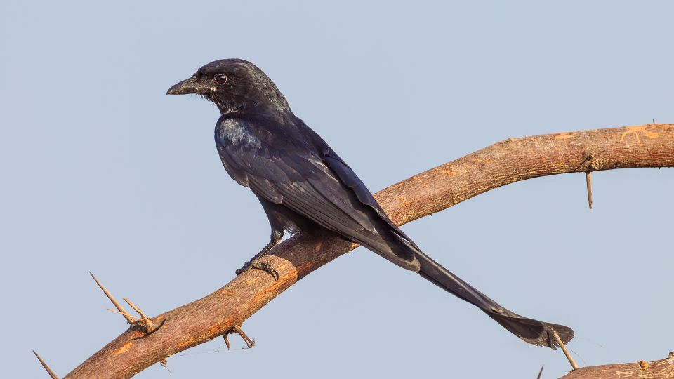 Drongó (Dicrurus macrocercus)