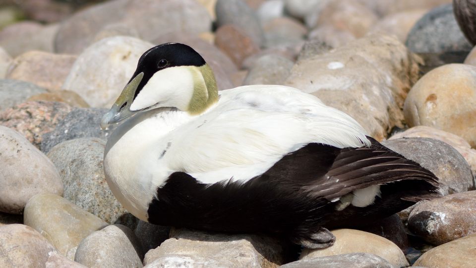 Dunnalúd (Somateria mollissima)