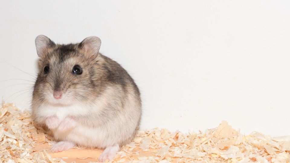 Dzsungáriai törpehörcsög (Phodopus sungorus)