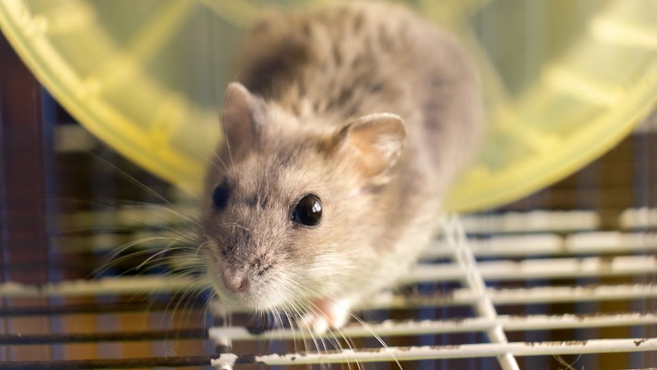 Dzsungáriai törpehörcsög (Phodopus sungorus)