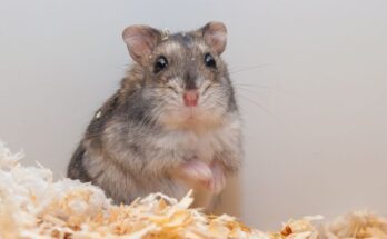 Dzsungáriai törpehörcsög (Phodopus sungorus)