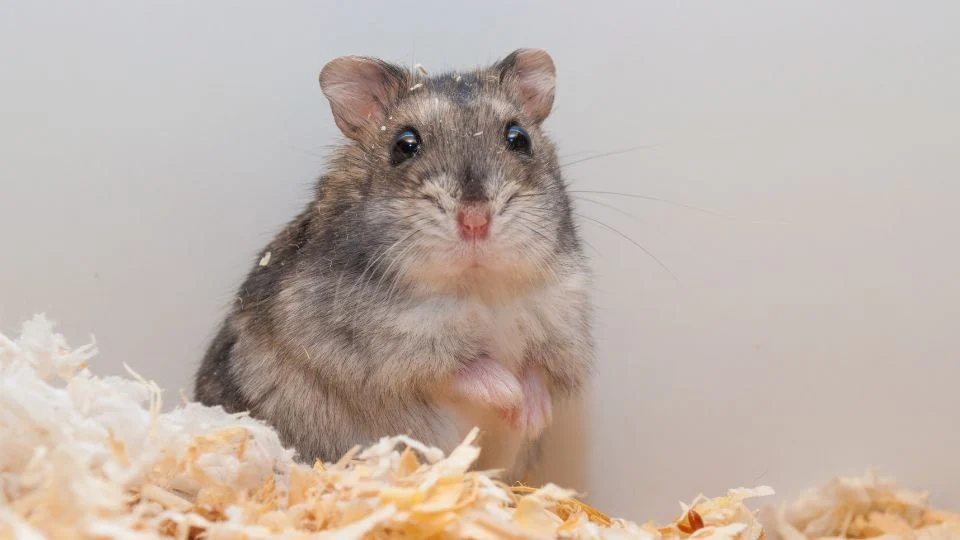 Dzsungáriai törpehörcsög (Phodopus sungorus)