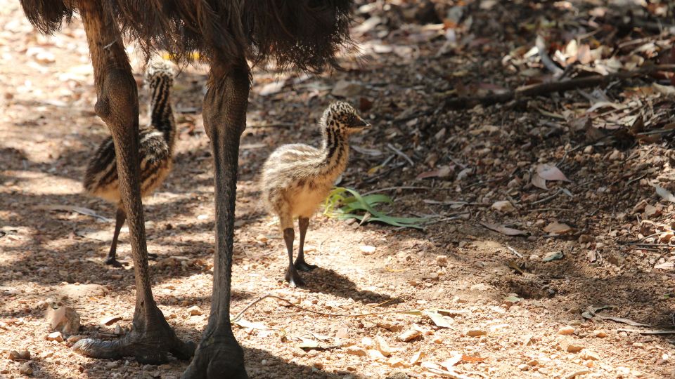 Emu (Dromaius novaehollandiae)