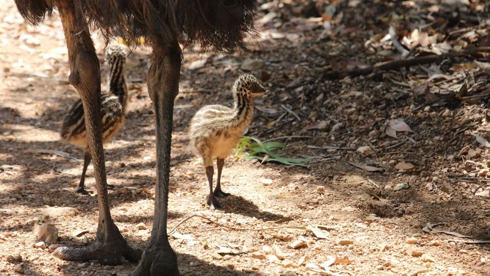 Emu (Dromaius novaehollandiae)