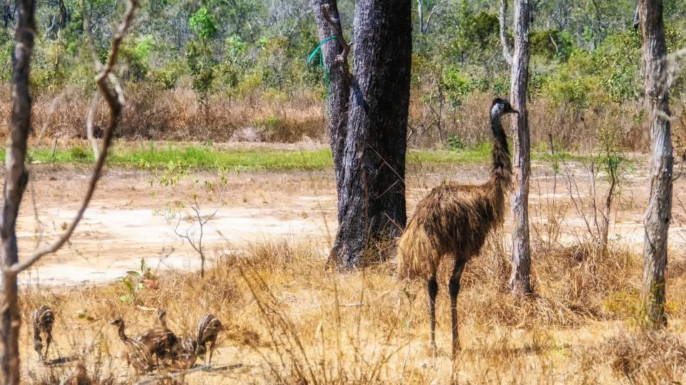 Emu (Dromaius novaehollandiae)