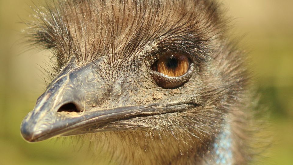 Emu (Dromaius novaehollandiae)