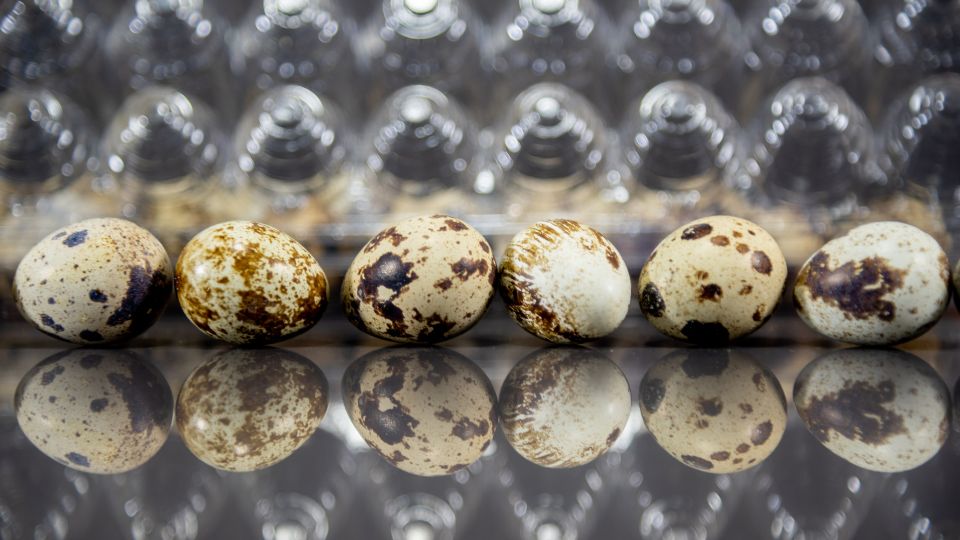 Fürj (Coturnix coturnix)