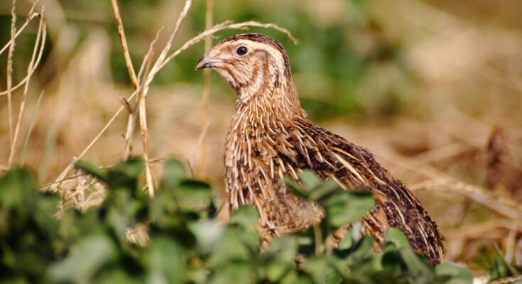 Fürj (Coturnix coturnix)