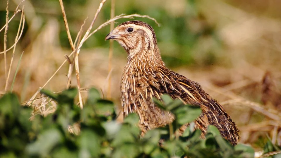 Fürj (Coturnix coturnix)