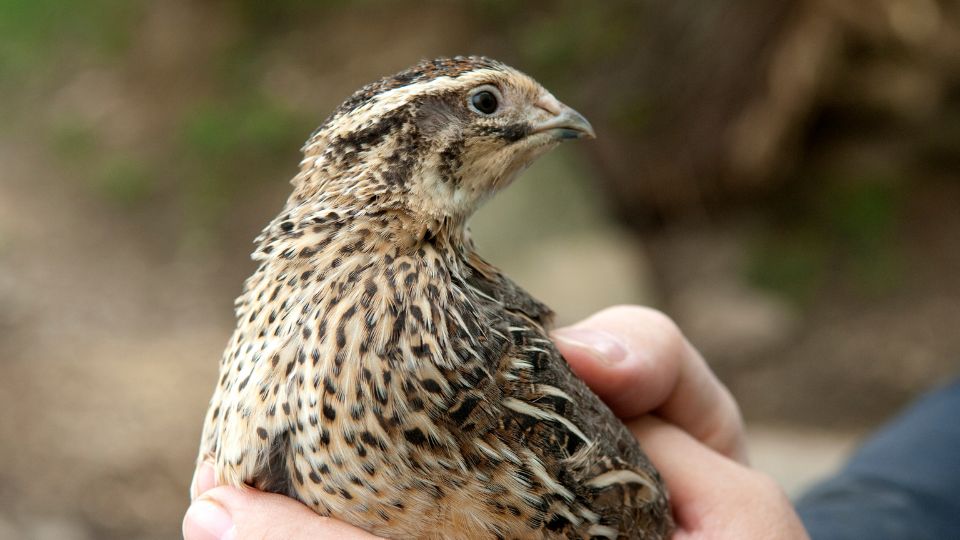 Fürj (Coturnix coturnix)