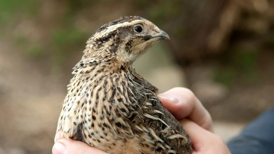 Fürj (Coturnix coturnix)