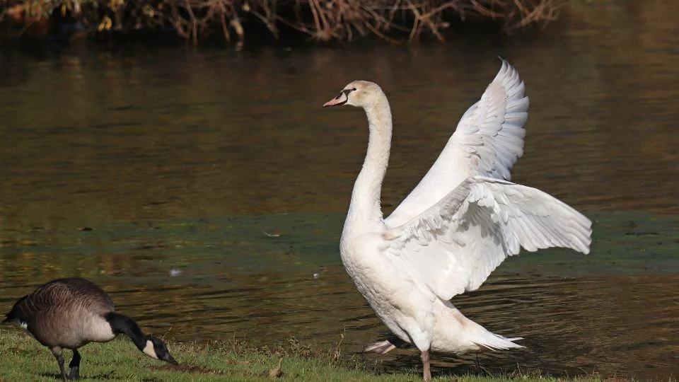 bütykös hattyú (Cygnus olor)