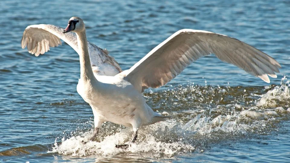 bütykös hattyú (Cygnus olor)