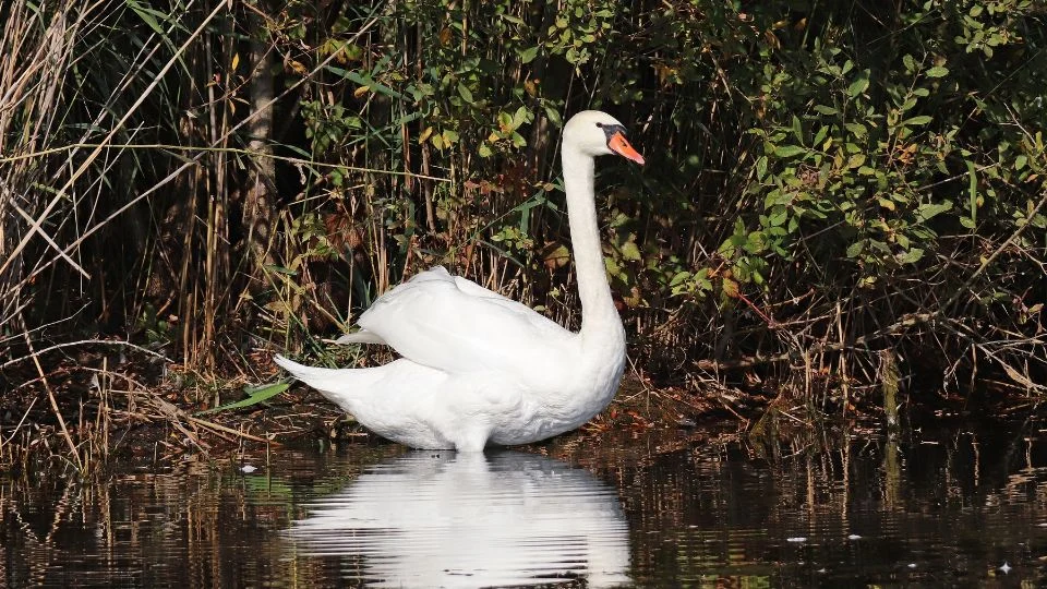 bütykös hattyú (Cygnus olor)