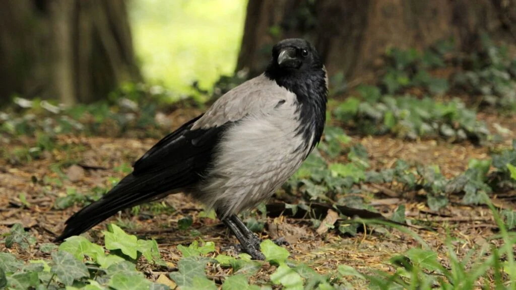 Dolmanyos varju Corvus cornix 1 1