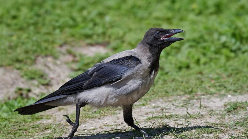 Egy dolmányos varjú sétál a fűben, nyitott csőrével hangot ad ki.