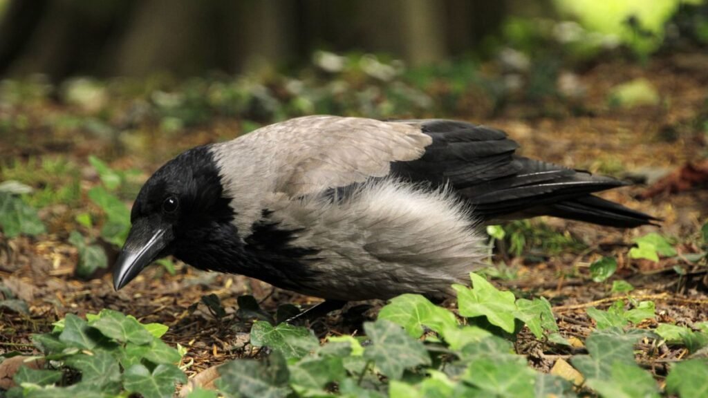 Egy dolmányos varjú a földön, zöld növények között kutatva.