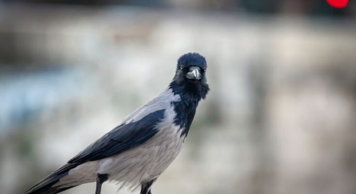 Dolmányos varjú (Corvus cornix)