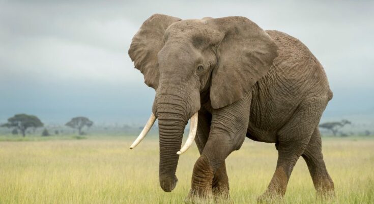 Afrikai elefant Loxodonta africana