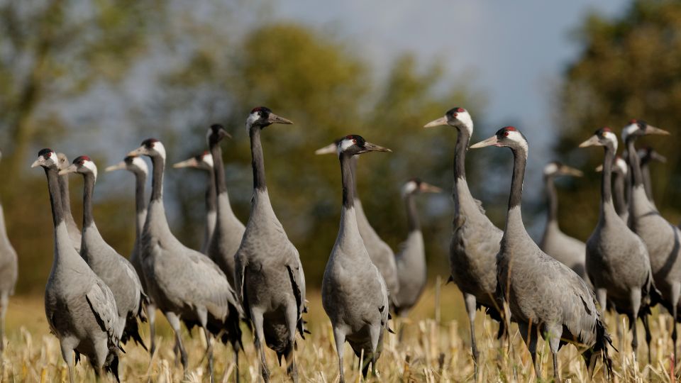 Daru Grus grus 1