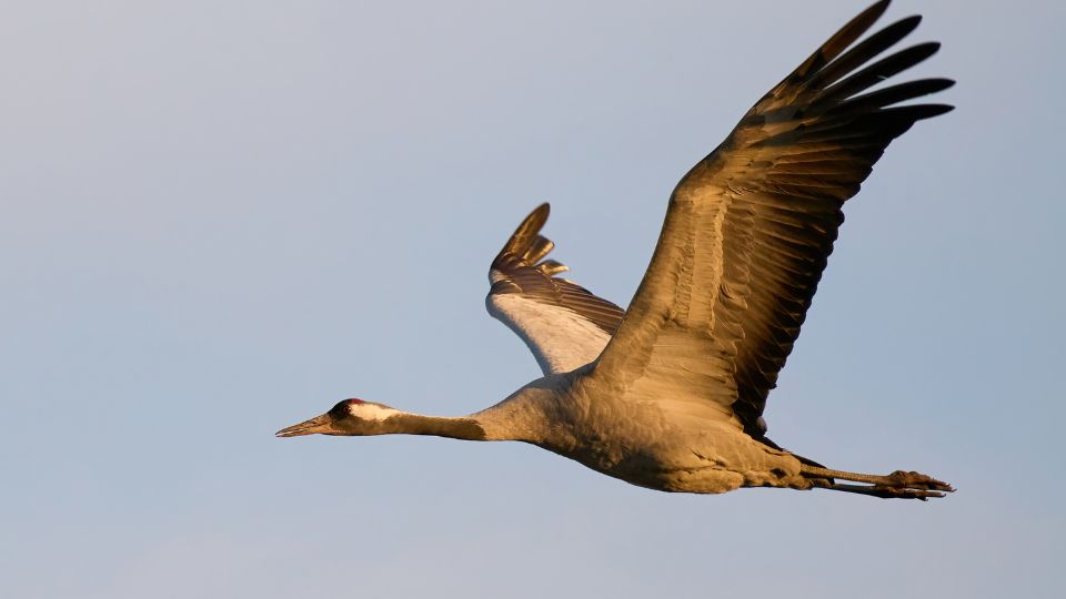 Daru (Grus grus)