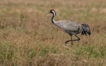 Daru (Grus grus)