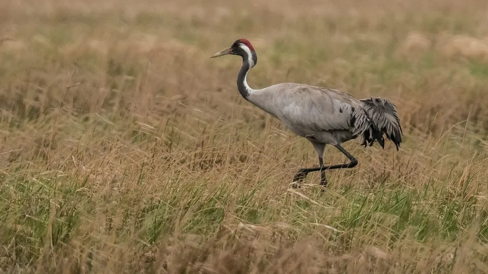 Daru (Grus grus)