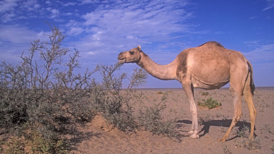 Dromedár (Camelus dromedarius)
